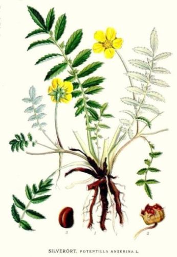 Stephanomelis - Potentilla anserina(?) - лапчатка гусиная